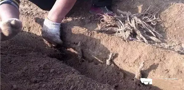 牡丹怎么养才不死？牡丹花的种植时间和浇水技巧介绍(图3)
