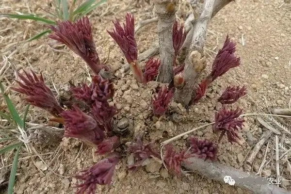 牡丹怎么养才不死？牡丹花的种植时间和浇水技巧介绍