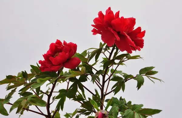 盆栽牡丹如何施肥？牡丹花施肥时间和方法(图4)