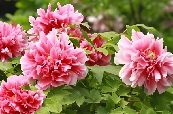 盆栽牡丹如何施肥？牡丹花施肥时间和方法(图2)