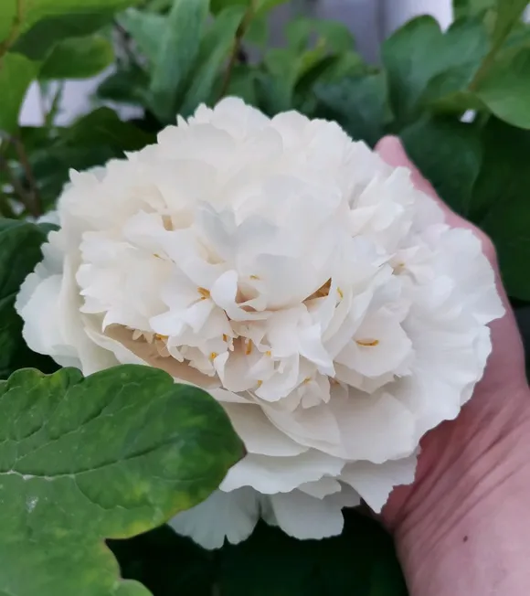 牡丹花长多大能掐头？(图4)