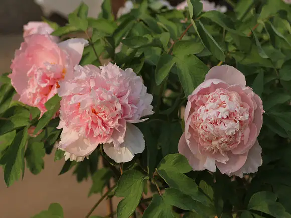 牡丹花长多大能掐头？(图1)