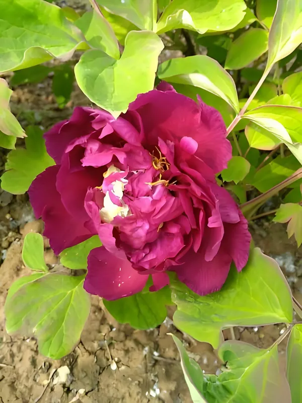牡丹花长多大能掐头？(图2)