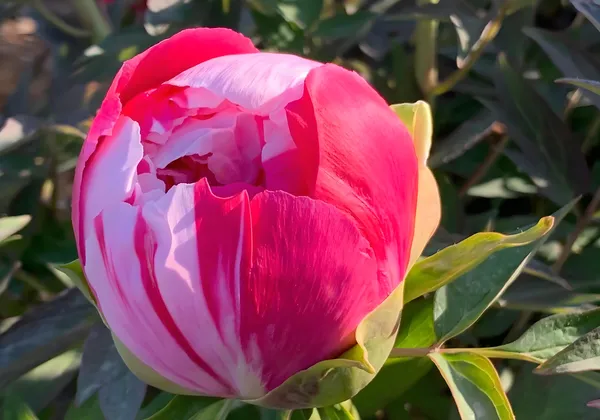 牡丹花是碱性花卉还是酸性花卉？(图2)