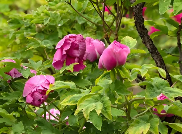 牡丹花是碱性花卉还是酸性花卉？(图3)