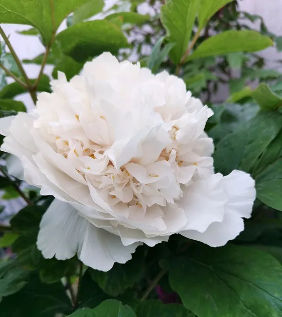 菏泽牡丹有多少年历史？(图5)