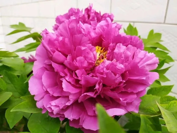 洛阳红牡丹怎么样？洛阳红真花照片