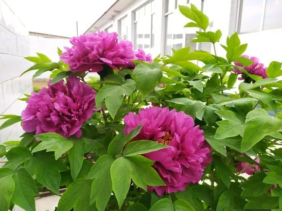 洛阳红牡丹怎么样？洛阳红真花照片(图3)