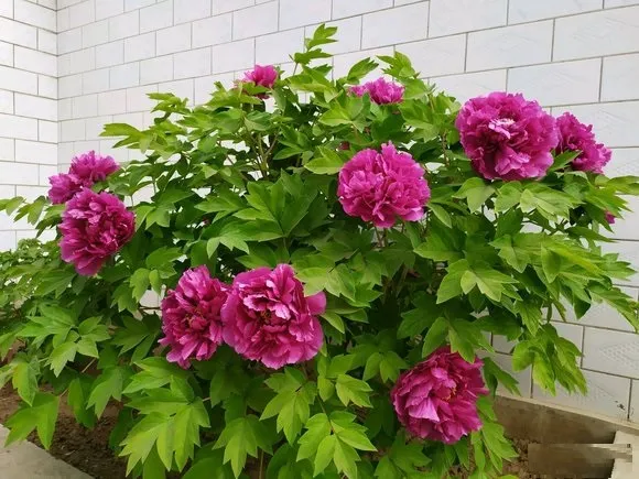 洛阳红牡丹怎么样？洛阳红真花照片(图6)