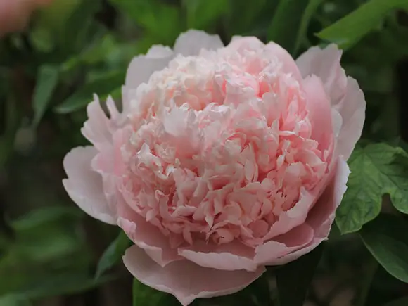 菏泽牡丹花是什么时候开放的？(图4)