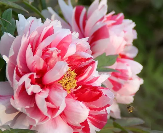 牡丹花哪里最出名？